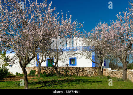 Mandelbäume in Blume und ein rustikales Haus, Algarve, Portugal, Stockfoto