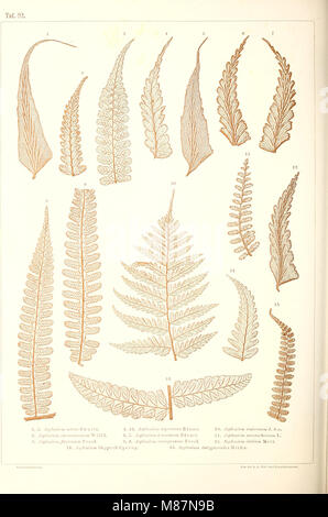 Der jetztwelt farnkräuter Sterben, zur henkes lolland und Bestimmung, der in der Höhle Formationen der Erdrinde eingeschlossenen Überreste von vorweltlichen Arten of this Ordnung / Dm Flächen - skelet (1865) (2029 0120 Stockfoto