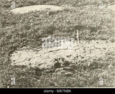 Ökologische Untersuchungen der Tundra biome in der Prudhoe Bay, Alaska (1975) (20522531533) Stockfoto