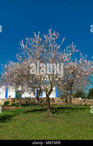 Mandelbäume in Blume und ein rustikales Haus, Algarve, Portugal, Stockfoto