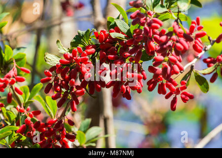 Berberitze Niederlassung dicht übersät mit Beeren (Berberis vulgaris) Stockfoto