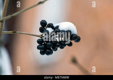 Schwarze Beeren wilde Schulze bedeckt mit Schnee (Ligustrum vulgare) Stockfoto