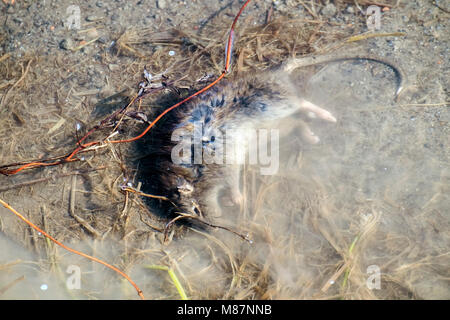 Tote Ratte liegt im Wasser (Rattus) Stockfoto