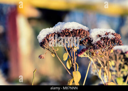 Trockene Blumen von Kies root bestreut mit Schnee (Eutrochium Purpureum) Stockfoto