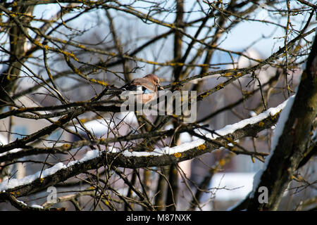 Jay sitzt auf einem Ast und hält ein Stück Walnuss im Schnabel (Garrulus glandarius) Stockfoto