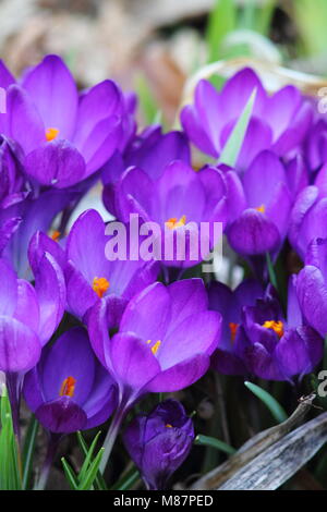 Dunkel violette Krokusse im Frühling Hof. Helles orange Blütenstempel. Stockfoto