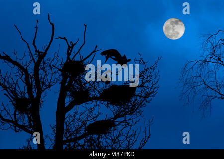 Graureiher (Ardea cinerea) Landung auf Nest in an heronry/Reiher rookery Silhouette in der Nacht bei Vollmond im Frühling Stockfoto