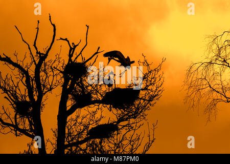 Graureiher (Ardea cinerea) Landung auf Nest in an heronry/Reiher rookery gegen orange Himmel bei Sonnenuntergang Silhouette im Frühjahr Stockfoto