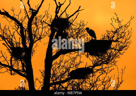 Graureiher (Ardea cinerea) am Nest in an heronry/Reiher rookery gegen orange Himmel bei Sonnenuntergang Silhouette im Frühjahr gehockt Stockfoto