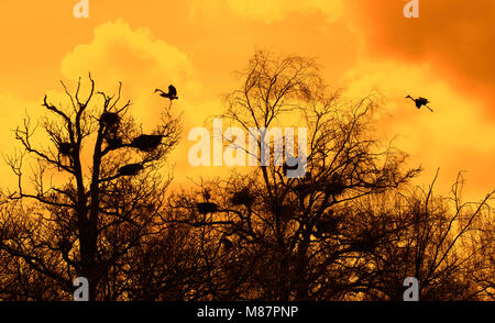 Graureiher (Ardea cinerea) Landung auf ihre Nester in den Bäumen am heronry/Reiher rookery gegen orange Himmel bei Sonnenuntergang Silhouette im Frühjahr Stockfoto