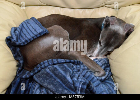 Müde Hund zusammengerollt in Stuhl mit Decke Stockfoto