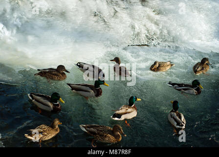 Schwarm Wildenten Stockenten floating in den Bach in der Nähe von einem gefrorenen Wasserfall im Winter Stockfoto