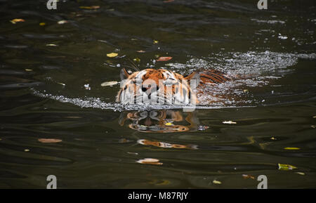 Sibirische Amur tiger schwimmen im Wasser Stockfoto