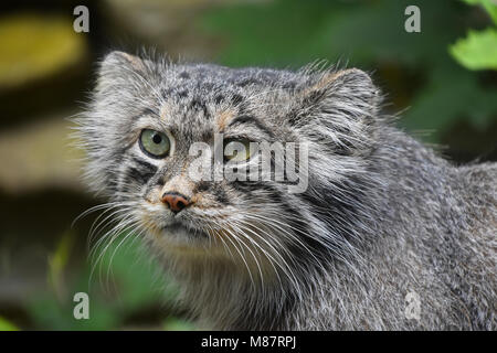 Nahaufnahme, Porträt einer niedlichen Manul Kätzchen (des Pallas Katze oder Otocolobus manul) an der Kamera suchen, Low Angle View Stockfoto