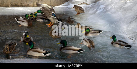 Wildenten Stockenten winterings im offenen Wasser in der Mitte des Eis, neben einem kleinen Wasserfall Stockfoto