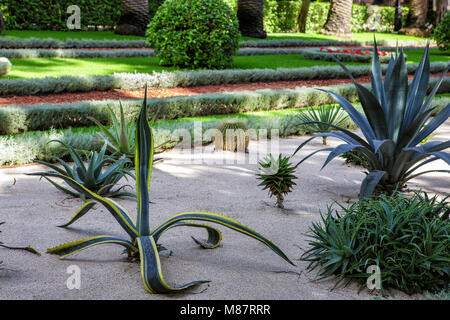 Kakteen verschiedener Arten, die in der Landschaft Gestaltung des Gartens. Herrliche Pflanzen, grünen Rasen und eine vielfältige Flora. Stockfoto