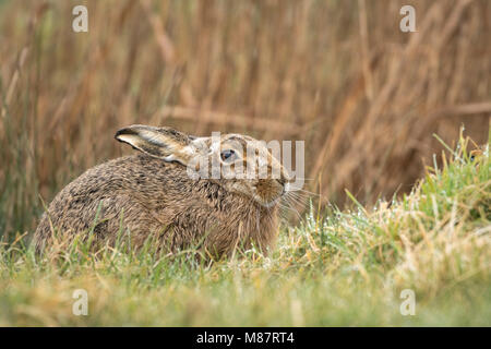 Europäische Feldhase, Lepus europaeus, Anfang März auf rauen Suffolk Weideland Stockfoto