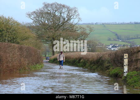 Ein Mann Spaziergänge entlang eine überflutete Straße in Ax Valley, East Devon Stockfoto