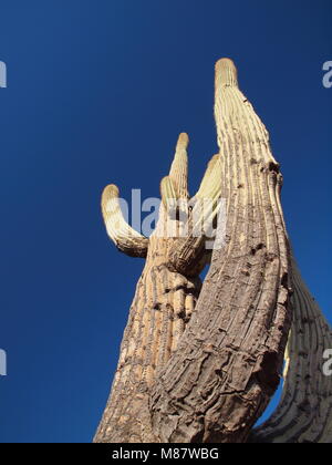 Gigantischen Saguaro Kaktus Stockfoto