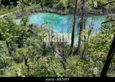 Plitvicer Seen an Natioanl Park Kroatien. Das Wasser ist ein intensives Blau Farbe. Stockfoto