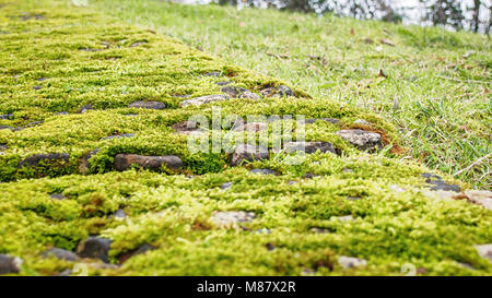 Sehr bemoosten alte gepflasterte Straße close-up Stockfoto