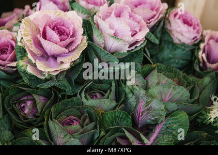 Straße Blume Zelt. Verkauf von Blumen, Zierpflanzen Kohl Stockfoto