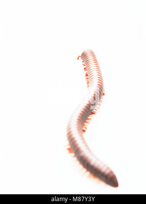 Tausendfüßer, Insekt mit langen Körper und viele Beine sehen aus wie Tausendfüßler, Wurm, oder mit dem Zug, die sehr langsam bewegen und die Spule in Spiralform auf weißem Hintergrund Stockfoto