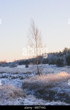 Birke in der Wiese, die mit Frost bedeckt. Stockfoto