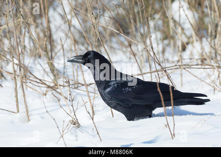 Kolkrabe, Kolk-Rabe, Kolk, Rabe, im Winter bei Schnee, Corvus Corax, Kolkrabe, Nördliche raven, Raven, Schnee, Le Grand Corbeau Stockfoto