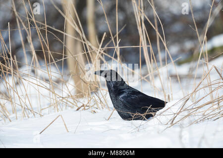 Kolkrabe, Kolk-Rabe, Kolk, Rabe, im Winter bei Schnee, Corvus Corax, Kolkrabe, Nördliche raven, Raven, Schnee, Le Grand Corbeau Stockfoto