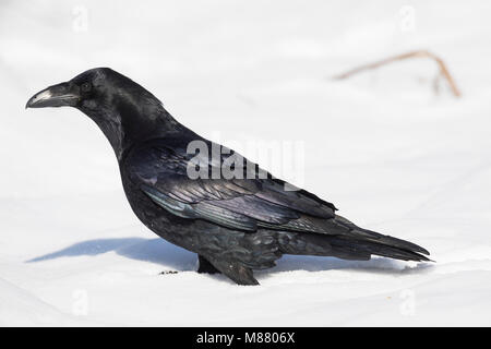 Kolkrabe, Kolk-Rabe, Kolk, Rabe, im Winter bei Schnee, Corvus Corax, Kolkrabe, Nördliche raven, Raven, Schnee, Le Grand Corbeau Stockfoto