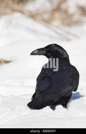 Kolkrabe, Kolk-Rabe, Kolk, Rabe, im Winter bei Schnee, Corvus Corax, Kolkrabe, Nördliche raven, Raven, Schnee, Le Grand Corbeau Stockfoto