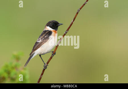 Sibirisches Schwarzkehlchen (Saxicola Maurus maurus) zweiten Kalender-Jahr männlich, Zhabagly, 3. Mai 2009 Stockfoto