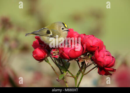 Goudhaan; Goldcrest; Regulus Regulus Stockfoto