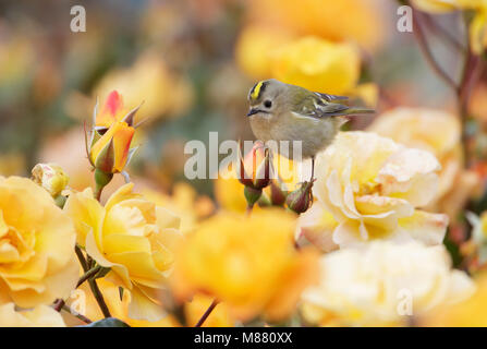 Goudhaan; Goldcrest; Regulus Regulus Stockfoto