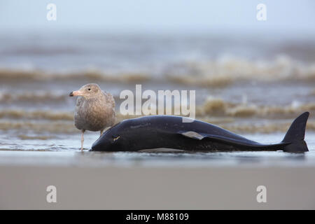 Glaucous Möwe (Larus hyperboreus) an der Nordseeküste von Holland verteidigenden toter Schweinswal Stockfoto