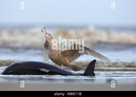 Glaucous Möwe (Larus hyperboreus) an der Nordseeküste von Holland verteidigenden toter Schweinswal Stockfoto