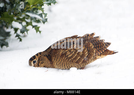 Houtsnip in de sneeuw, Eurasian Woodcock im Schnee Stockfoto