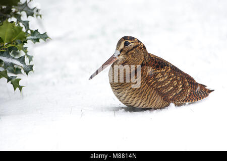 Houtsnip in de sneeuw, Eurasian Woodcock im Schnee Stockfoto