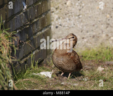 Houtsnip in de sneeuw, Eurasian Woodcock im Schnee Stockfoto