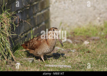 Houtsnip in de sneeuw, Eurasian Woodcock im Schnee Stockfoto