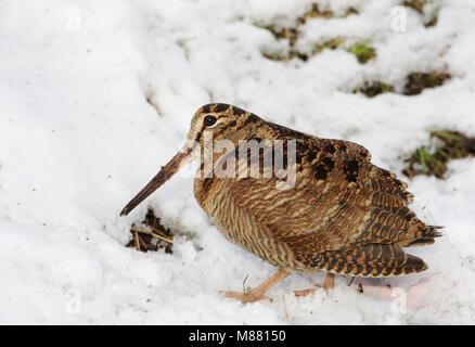 Houtsnip in de sneeuw, Eurasian Woodcock im Schnee Stockfoto