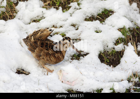 Houtsnip in de sneeuw, Eurasian Woodcock im Schnee Stockfoto