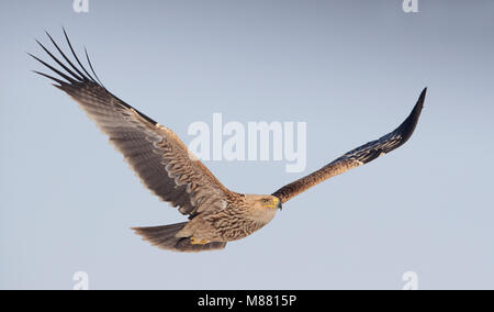 Onvolwassen Keizerarend in Vlucht; unreif Östliche Kaiseradler (Aquila heliaca) im Flug Stockfoto