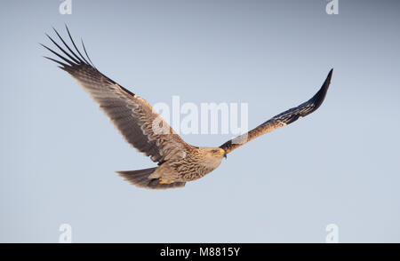 Onvolwassen Keizerarend in Vlucht; Imature östliche Kaiseradler (Aquila heliaca) im Flug Stockfoto