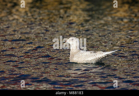 Kleine Burgemeester, Island Gull, Larus glaucoides Stockfoto