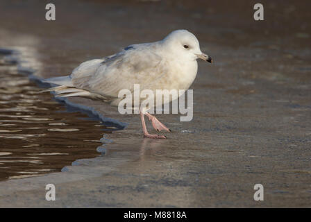 Kleine Burgemeester, Island Gull, Larus glaucoides Stockfoto