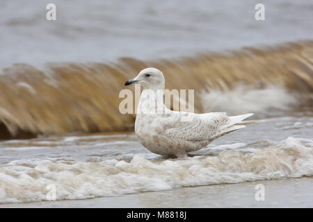 Kleine Burgemeester, Island Gull, Larus glaucoides Stockfoto