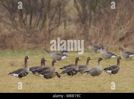 Kleine Rietgans, Pink-footed Goose, Anser brachyrhynchos Stockfoto