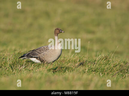 Kleine Rietgans, Pink-footed Goose, Anser brachyrhynchos Stockfoto